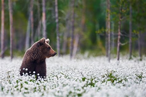 GoWild Canada .